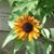 Marjorie Knowles's profile image