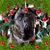 Debbie Blose Harchelroad's profile image