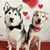 Amy Cappitti-Coliadis's profile image