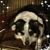 Fay Ketchum Wallace's profile image