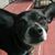 Debbie Hurst Schisler's profile image