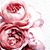Tracey Musgrave's profile image