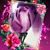 Shelly Johnson's profile image