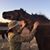 Ginger McGilvray's profile image