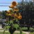 Vickie Jean Fillinger's profile image