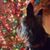 Dee Meyer's profile image