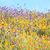 Catherine Furlich's profile image