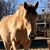 Vicki Rogers's profile image