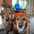 Linda Webber's profile image