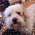 Julie Chos's profile image
