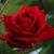 Anita Beaule's profile image