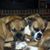 Roxie Rubie's profile image
