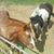 Cheri Williams's profile image