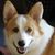 Evie Hocson's profile image
