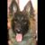 Deborah Whittington's profile image