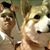 David Coppens's profile image