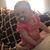 Rose Arndt's profile image