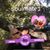 Tam R Blanton McDonough's profile image