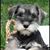 Therese Anthony's profile image