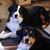 Laurie Pizzi Matlock's profile image