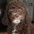 Gustavo Oriol's profile image
