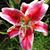 Corrie Beth Stiles's profile image