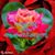 Baijumon Thankappan's profile image