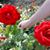 Stacey Gubser's profile image