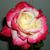 Victoria Paris's profile image