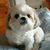 Patty Campatelli's profile image