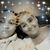 Sissie Elizabeth Pauley's profile image