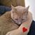 Lindsay Jacobsen's profile image