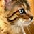 Georgia Cat's profile image