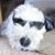 Chris Cioromski Marsh's profile image