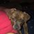 Susan MacQueen Helman's profile image