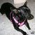 Gata Loca's profile image