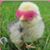 Robbie A. Sherrill's profile image