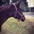 Ashley Cechini Martin's profile image
