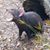 Debbie Williams Wright's profile image
