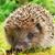 Lourens Badenhorst's profile image