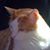 Morna Pederson-Rambo's profile image