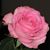 Antoinette Serena's profile image