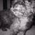 Dessie Guigova's profile image
