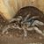 Teresa N Chris Spears's profile image