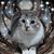 Lisa Permann's profile image