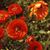 Barbara Whalen's profile image