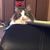 Heather Armstrong Williams's profile image