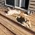 Sharon Reuter-Gibson's profile image