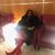 Nikisha Leach's profile image