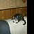 Dianne Watson's profile image